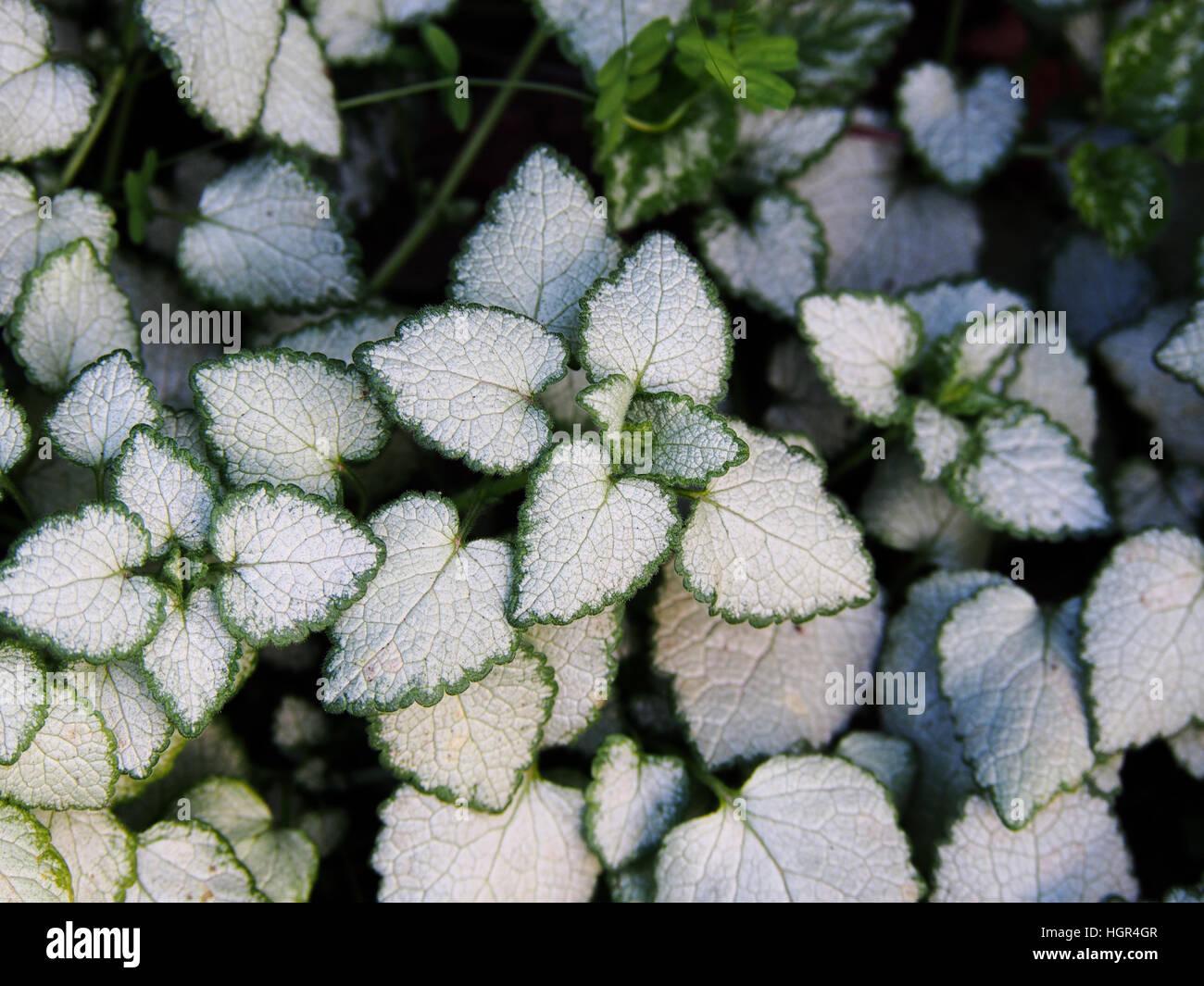 G152 Lamium Maculatum White Nancy - View 6 from www redcrocus com