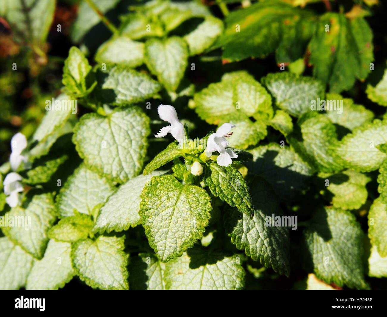 G152 Lamium Maculatum White Nancy 7 22498465 5a27 448b 909c Dd291265b3bf from www redcrocus com