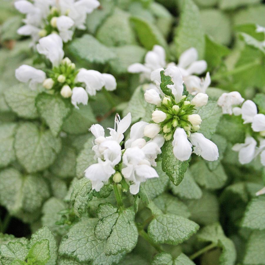 G152 Lamium Maculatum White Nancy - View 8 from www redcrocus com