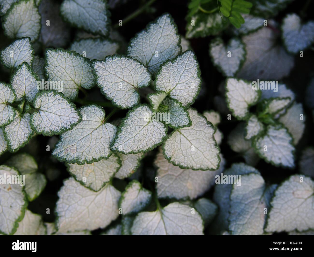 G152 Lamium Maculatum White Nancy - View 9 from www redcrocus com