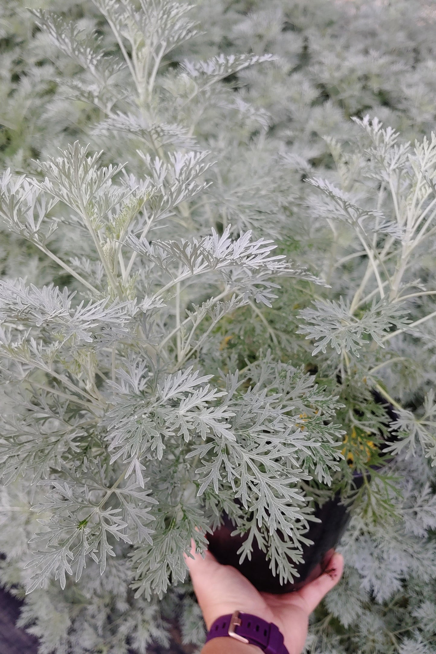 G153 Artemisia X Powis Castle - View 11 from www redcrocus com