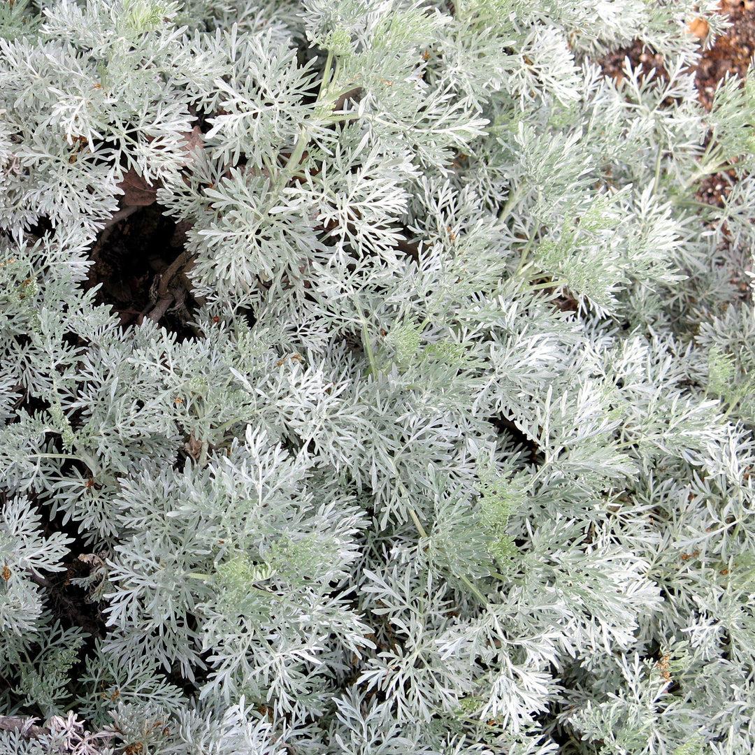 G153 Artemisia X Powis Castle - View 13 from www redcrocus com