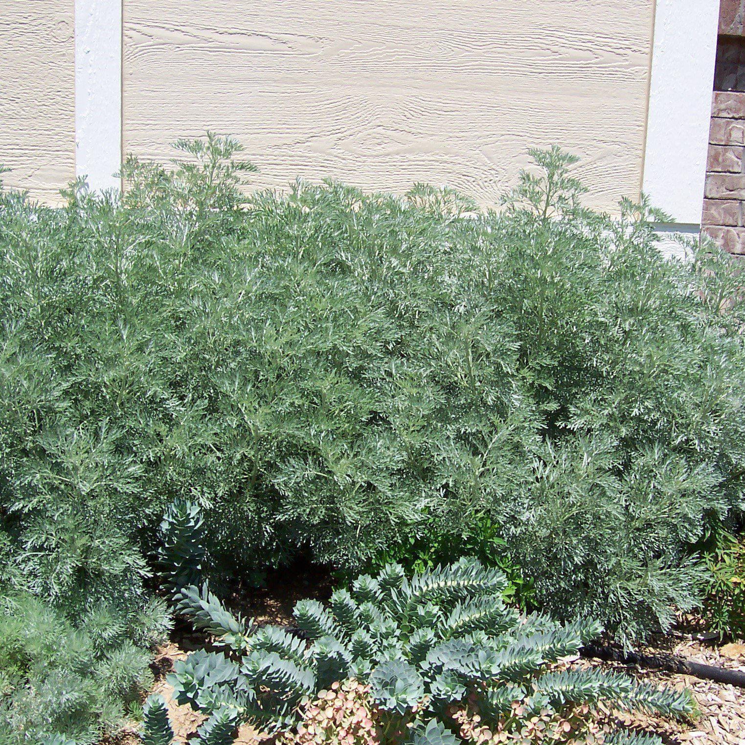 G153 Artemisia X Powis Castle - View 14 from www redcrocus com