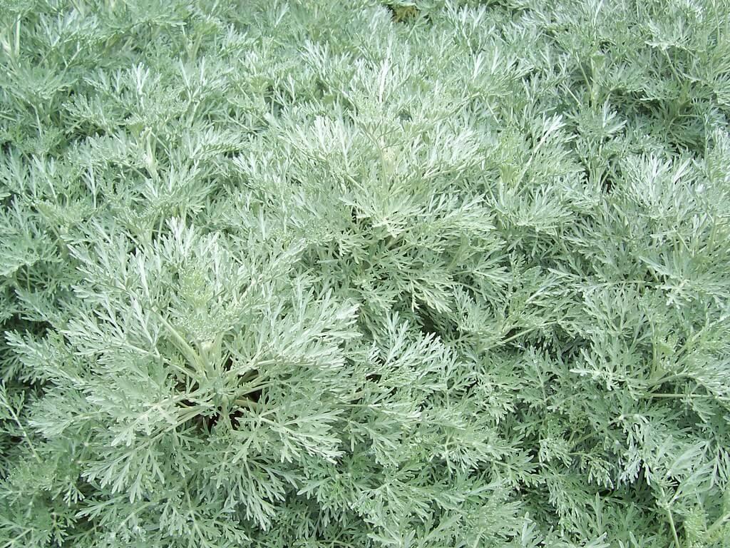 G153 Artemisia X Powis Castle - View 15 from www redcrocus com