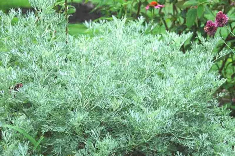 G153 Artemisia X Powis Castle - View 16 from www redcrocus com