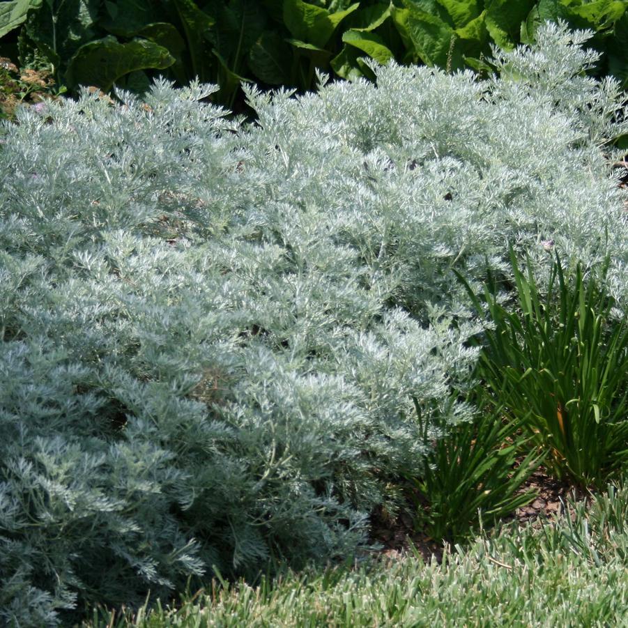 G153 Artemisia X Powis Castle - View 18 from www redcrocus com