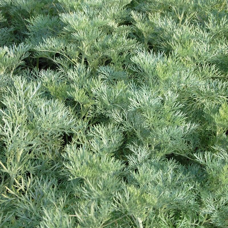 G153 Artemisia X Powis Castle 19 B26a9959 4ad9 4751 Aa81 2554df2b2688 from www redcrocus com