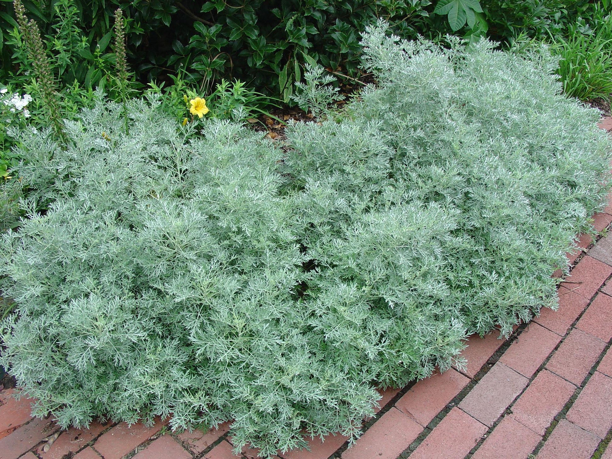 G153 Artemisia X Powis Castle - View 1 from www redcrocus com