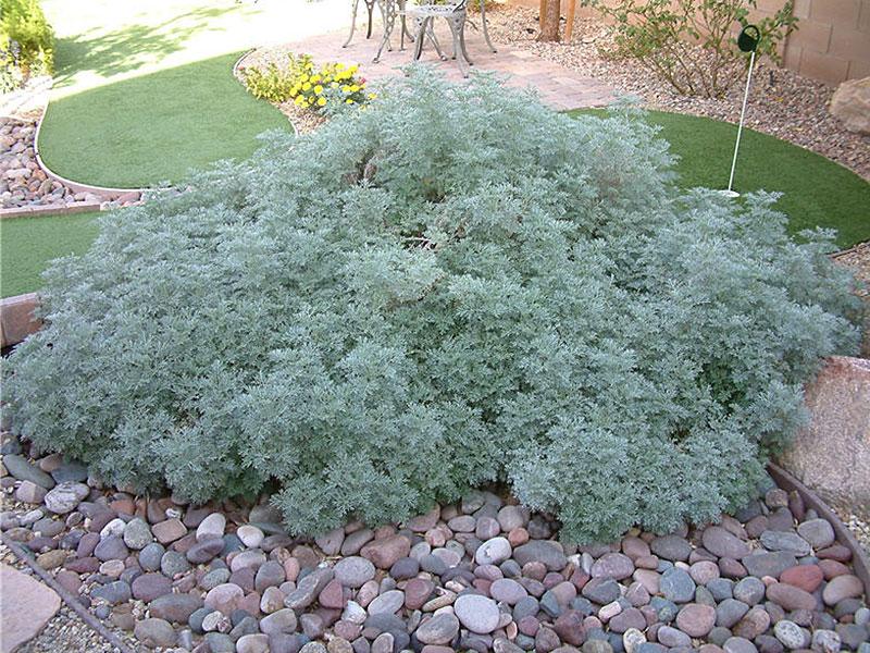 G153 Artemisia X Powis Castle 20 1275573f 05c6 4173 9707 32a8b17582ed from www redcrocus com