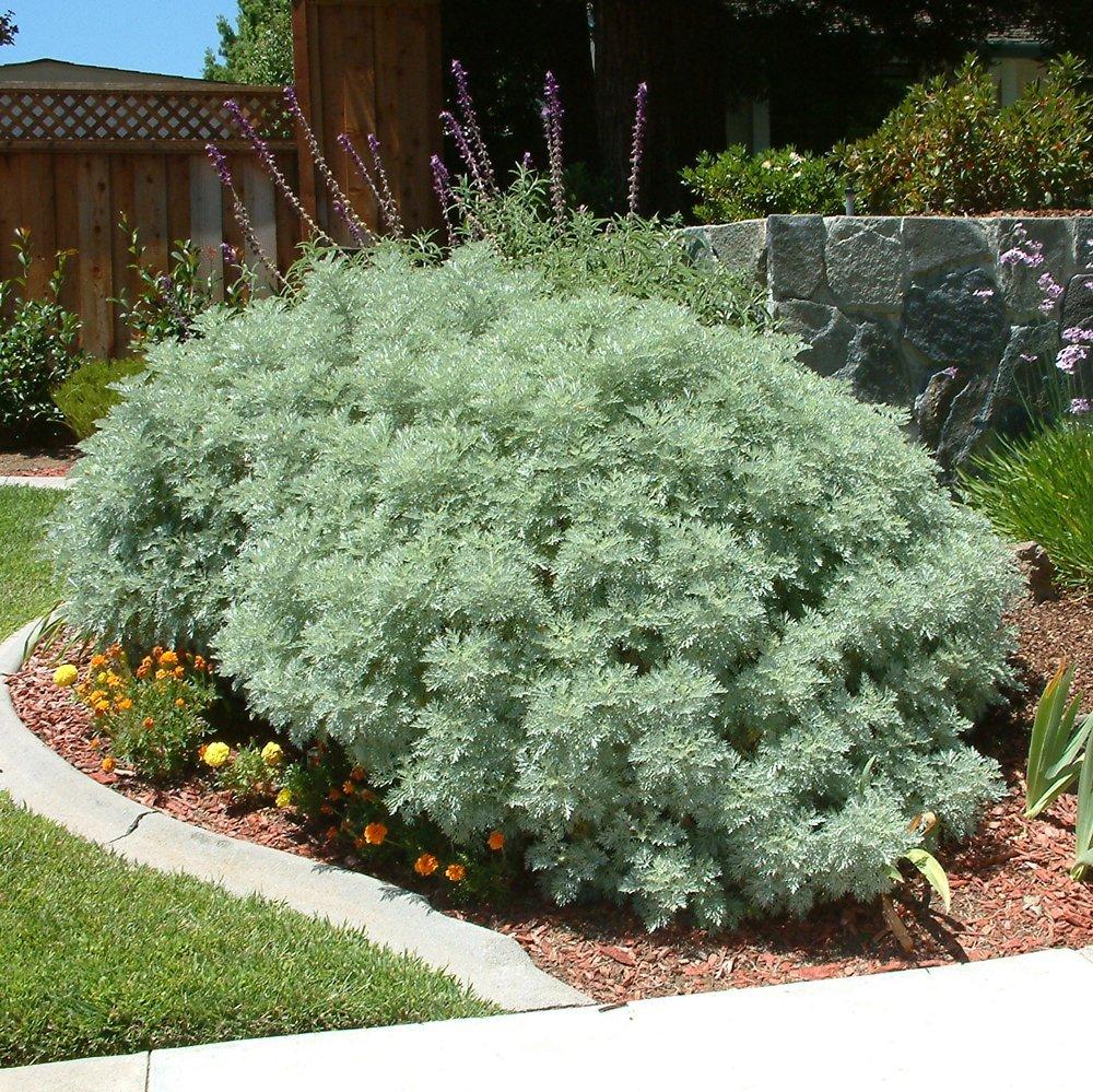 G153 Artemisia X Powis Castle - View 2 from www redcrocus com