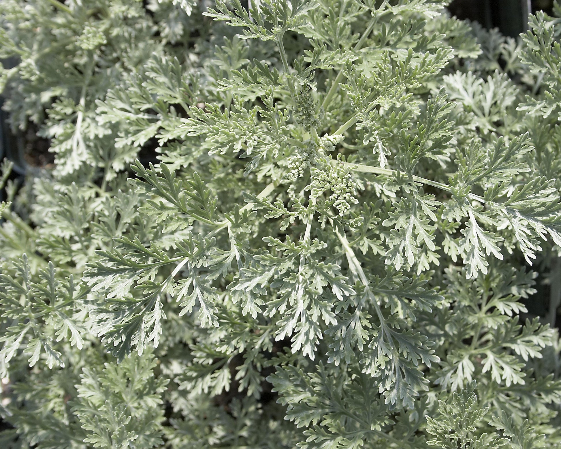 G153 Artemisia X Powis Castle - View 3 from www redcrocus com