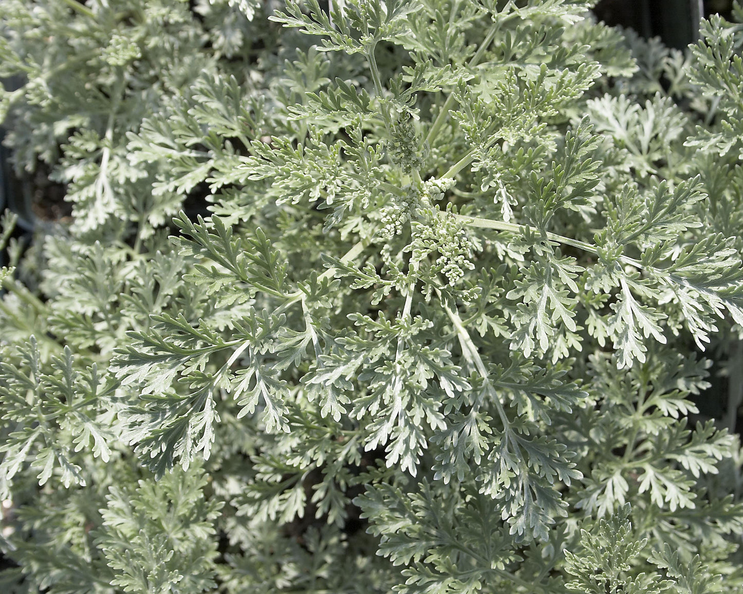 G153 Artemisia X Powis Castle - View 3 from www redcrocus com