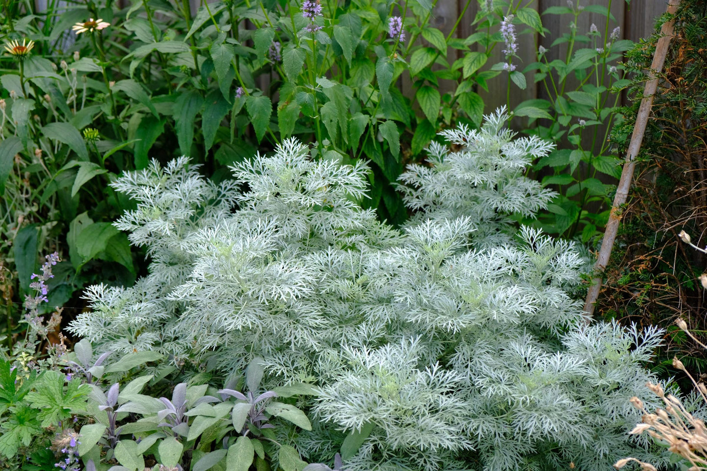 G153 Artemisia X Powis Castle - View 7 from www redcrocus com