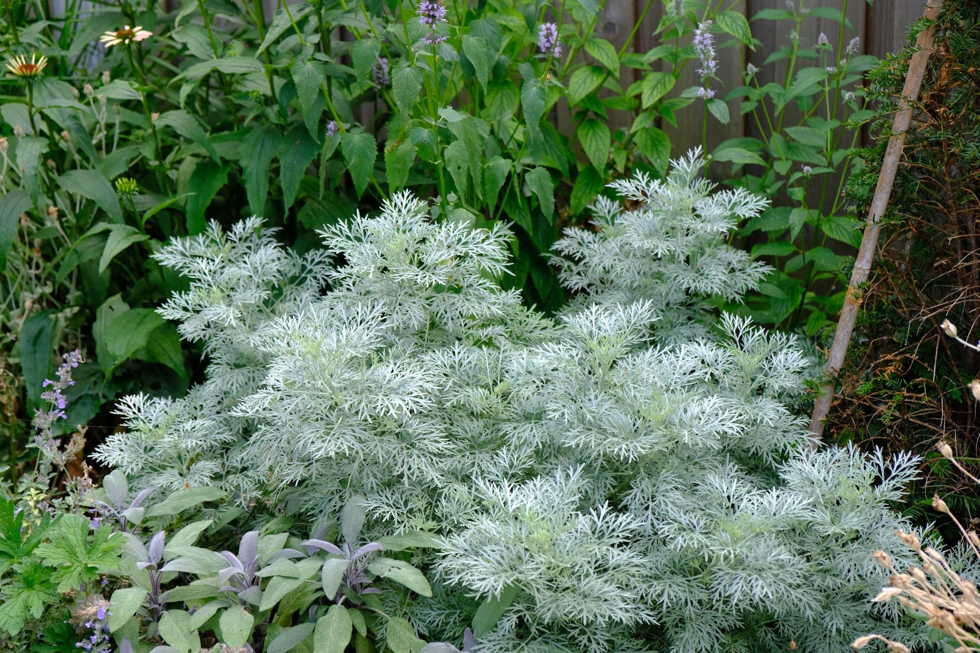 G153 Artemisia X Powis Castle - View 7 from www redcrocus com