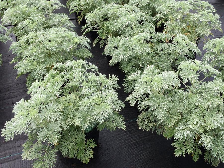 G153 Artemisia X Powis Castle - View 8 from www redcrocus com