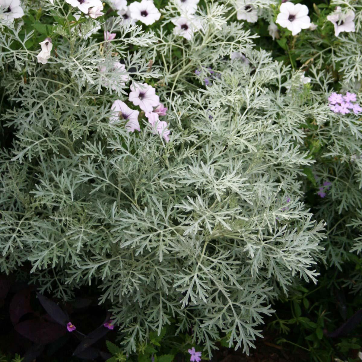 G153 Artemisia X Powis Castle - View 9 from www redcrocus com