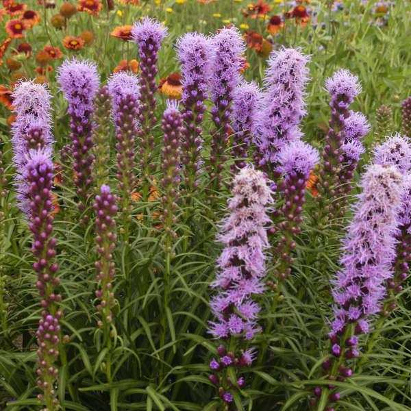 G1552 Liatris Spicata 'kobold' - View 10 from www redcrocus com