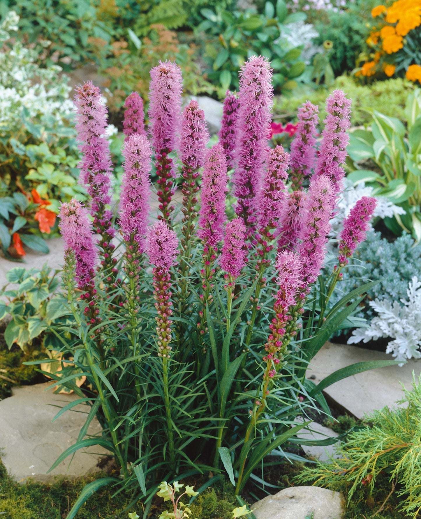 G1552 Liatris Spicata 'kobold' - View 11 from www redcrocus com