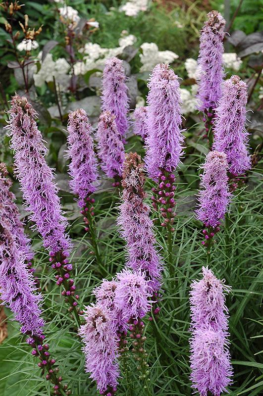 G1552 Liatris Spicata 27kobold 27 13 0dc20118 A84d 446e 9ffe 90b1be3929f2 from www redcrocus com