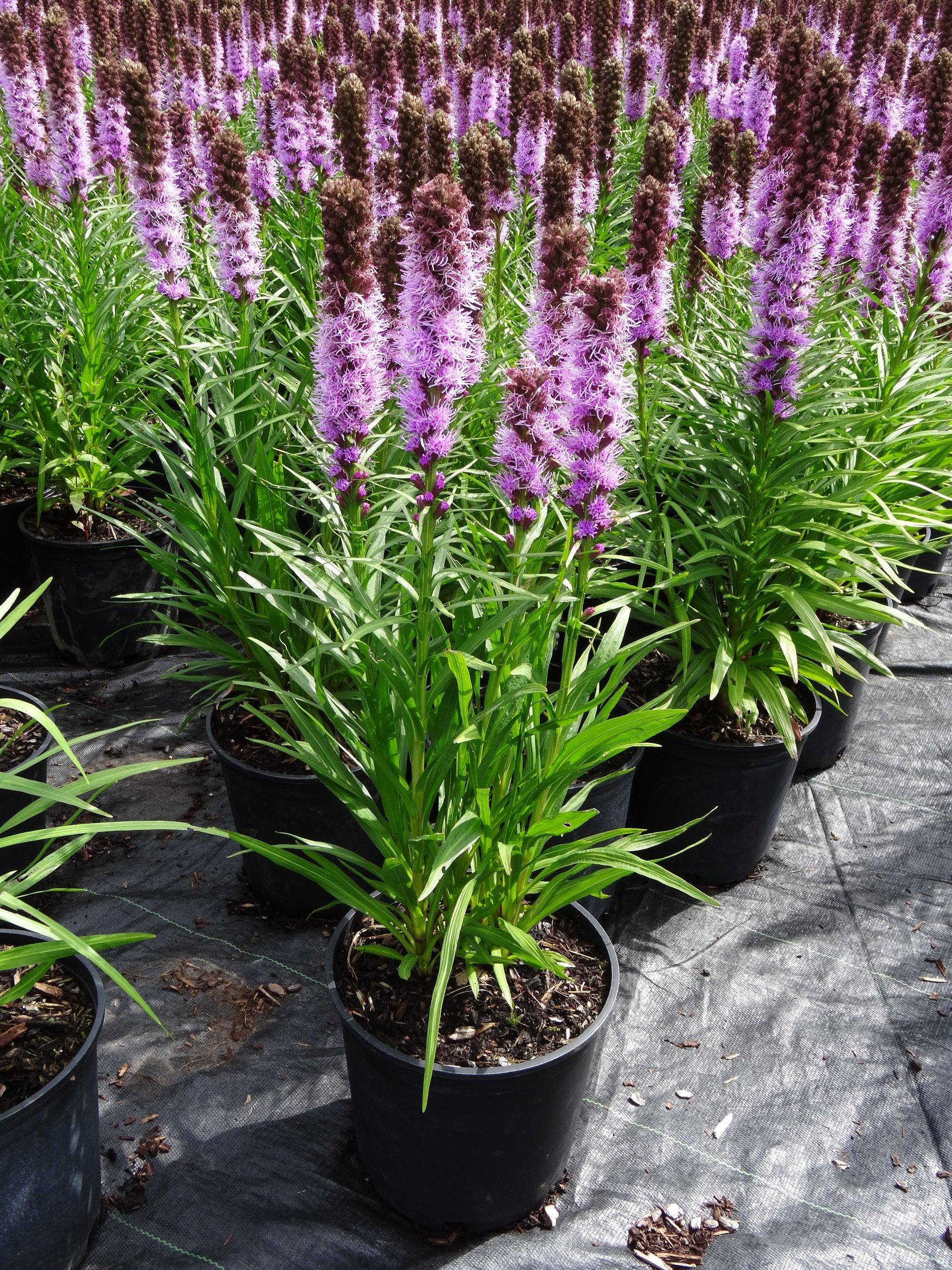 G1552 Liatris Spicata 27kobold 27 18 8f6a4588 B032 4f38 96f5 C3a77a32c53f from www redcrocus com