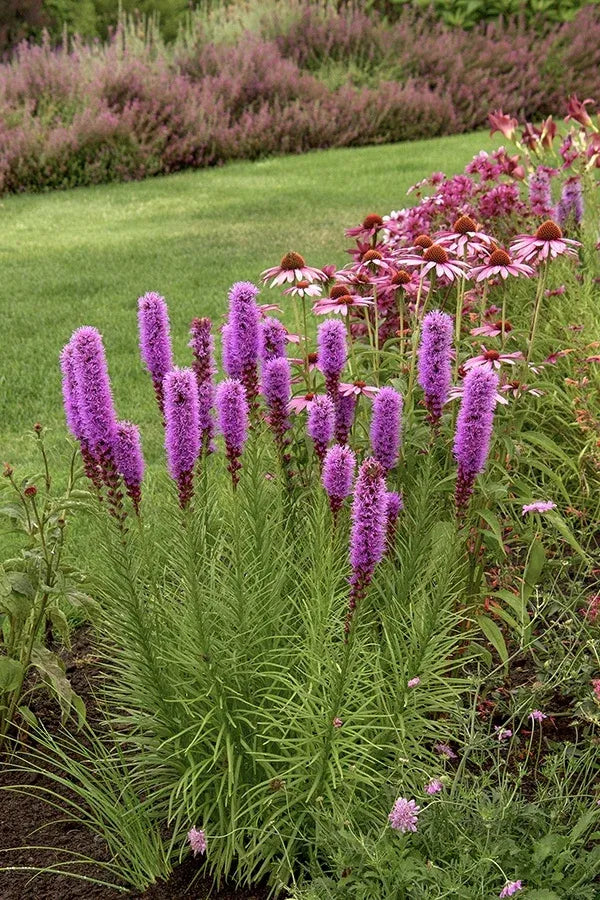 G1552 Liatris Spicata 'kobold' - View 19 from www redcrocus com