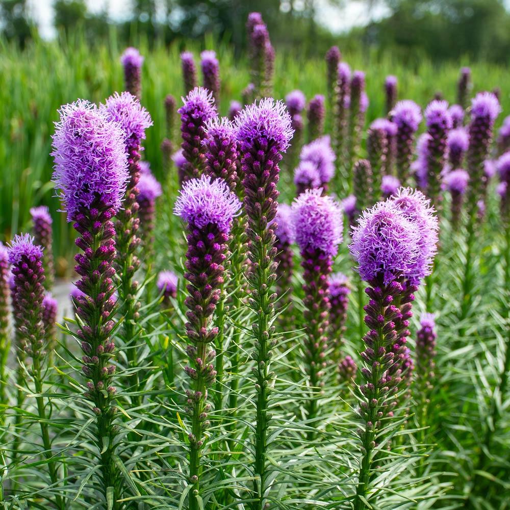 G1552 Liatris Spicata 27kobold 27 1 2b78a30a D6a2 47bd 93c1 1c92f00ae8cf from www redcrocus com