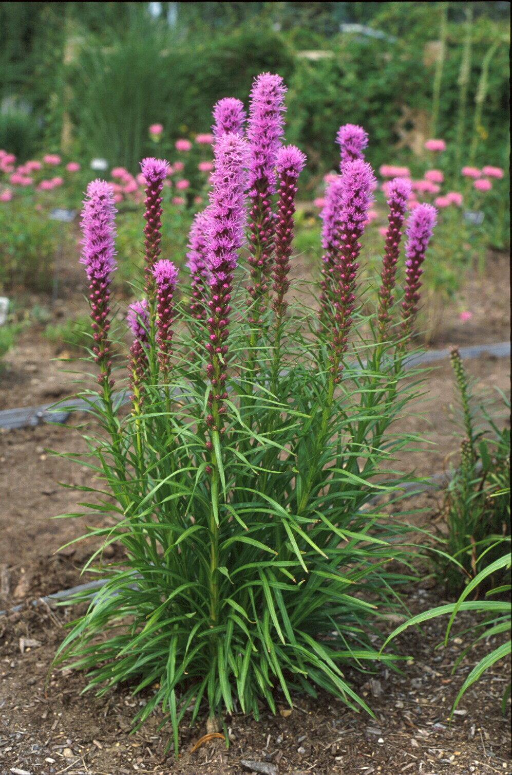 G1552 Liatris Spicata 'kobold' - View 2 from www redcrocus com