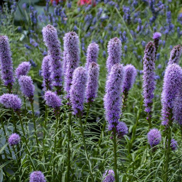 G1552 Liatris Spicata 'kobold' - View 3 from www redcrocus com