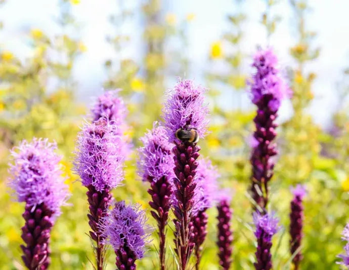 G1552 Liatris Spicata 'kobold' - View 4 from www redcrocus com