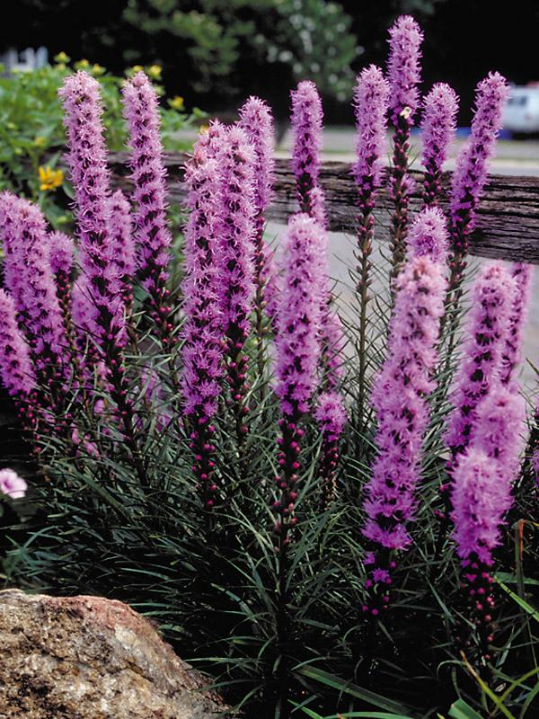 G1552 Liatris Spicata 'kobold' - View 5 from www redcrocus com