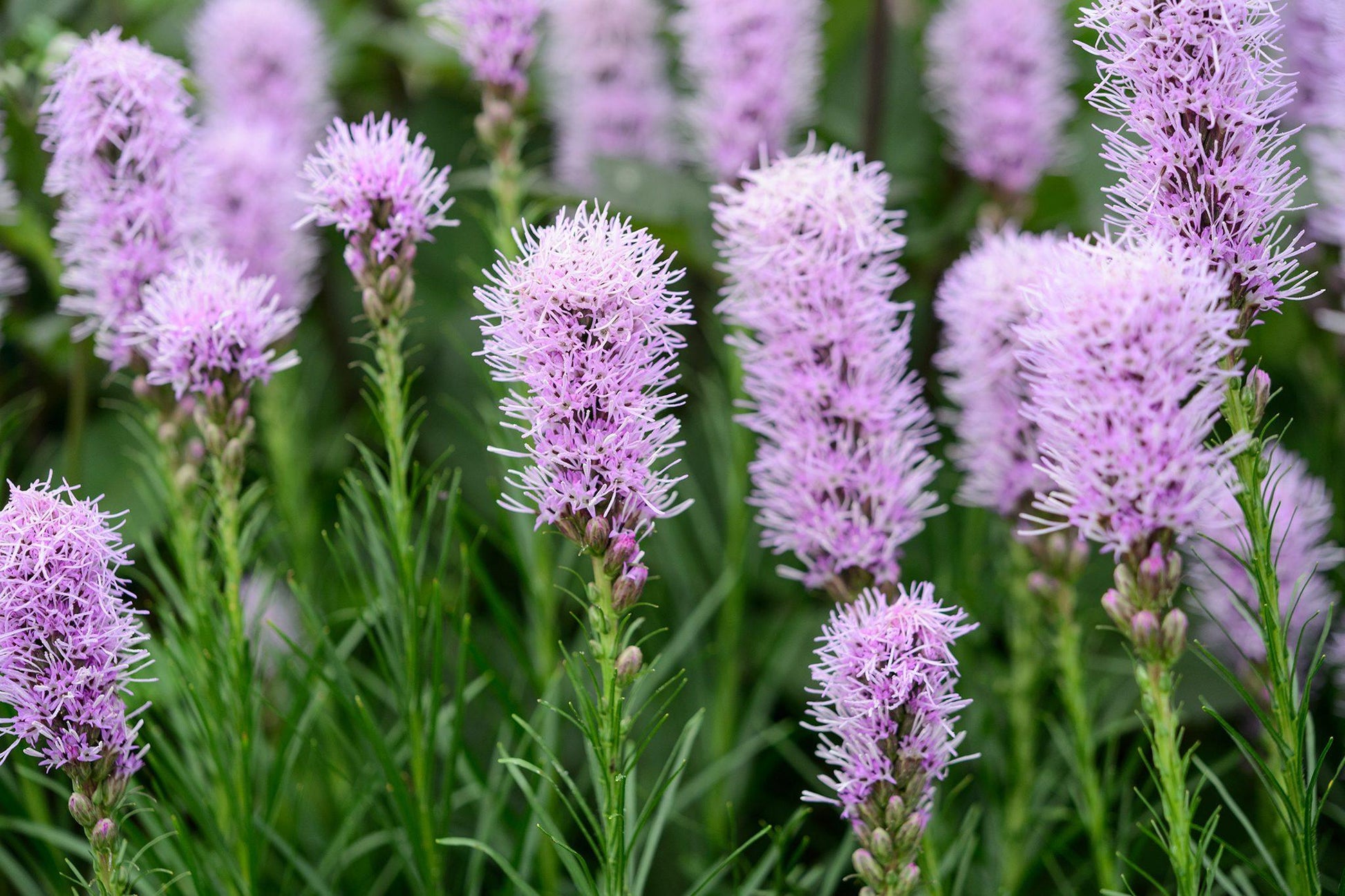 G1552 Liatris Spicata 27kobold 27 6 9c762c4e 40ae 4d72 85d8 Abdf90f96425 from www redcrocus com