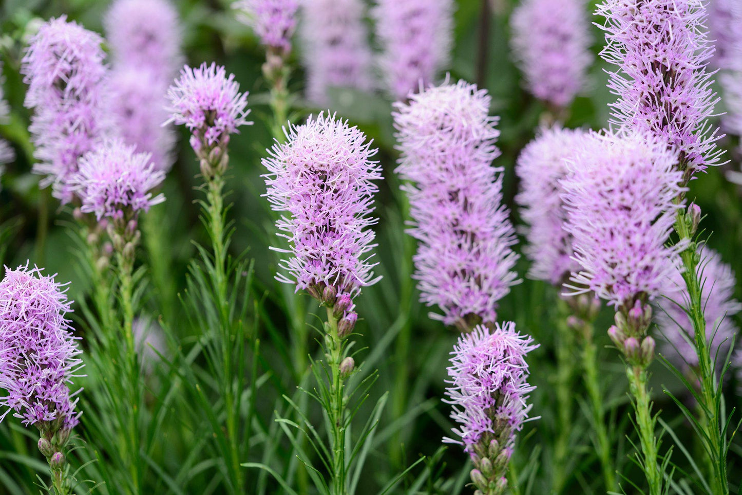 G1552 Liatris Spicata 'kobold' - View 6 from www redcrocus com