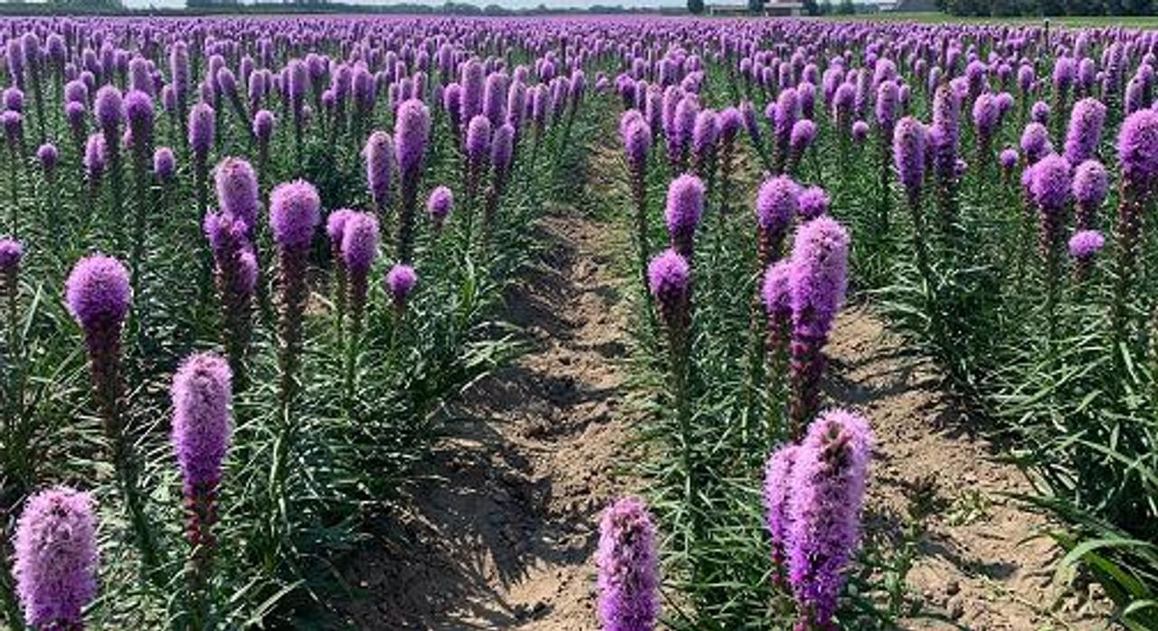 G1552 Liatris Spicata 'kobold' - View 8 from www redcrocus com