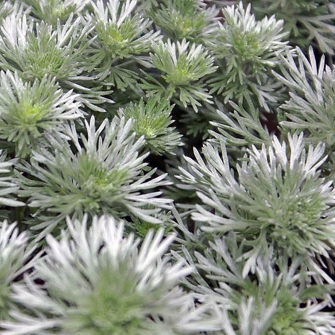 G155 Artemisia Schmidtiana Silver Mound - View 11 from www redcrocus com
