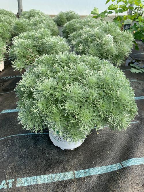 G155 Artemisia Schmidtiana Silver Mound - View 12 from www redcrocus com