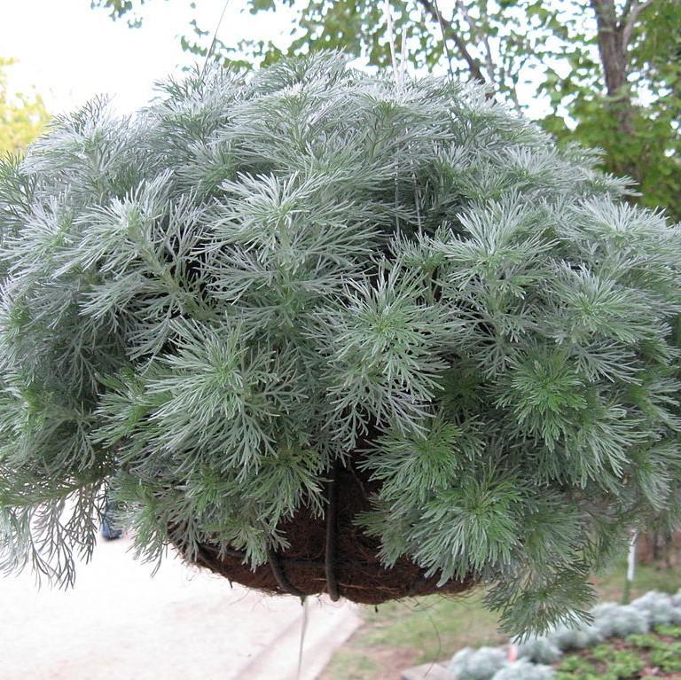 G155 Artemisia Schmidtiana Silver Mound 15 D89b1085 3d4f 45f1 A60a Df58e031b20c from www redcrocus com