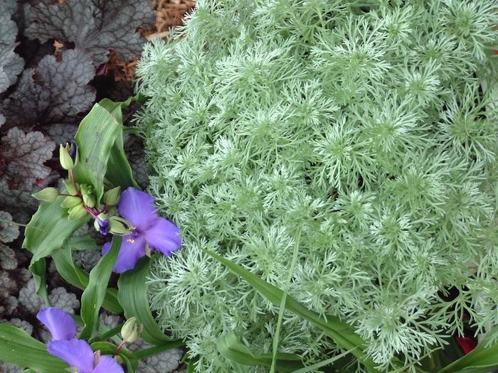 G155 Artemisia Schmidtiana Silver Mound 16 70ac5046 8b5c 4f12 A5b7 D79a605ea7e4 from www redcrocus com