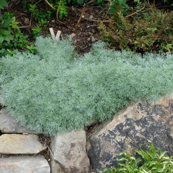 G155 Artemisia Schmidtiana Silver Mound 17 5a1f14ff E3ce 4032 Ade8 Cbd7359d6ad4 from www redcrocus com