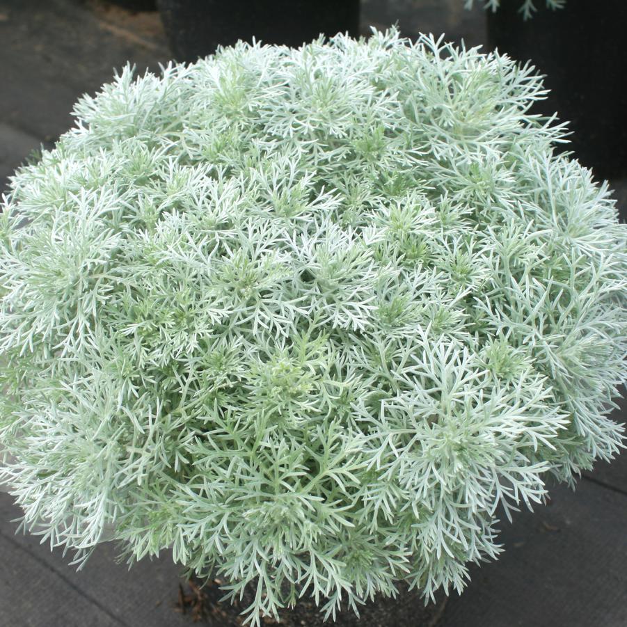G155 Artemisia Schmidtiana Silver Mound 1 105ebdf6 22d9 4fab 84fc 9860db9c8f8a from www redcrocus com