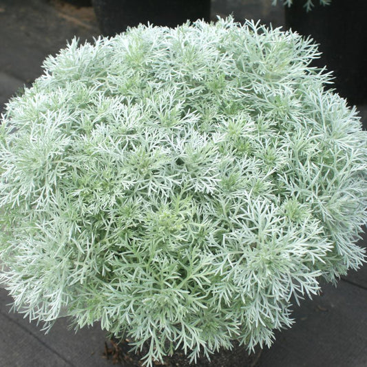 G155 Artemisia Schmidtiana Silver Mound 1 105ebdf6 22d9 4fab 84fc 9860db9c8f8a from www redcrocus com