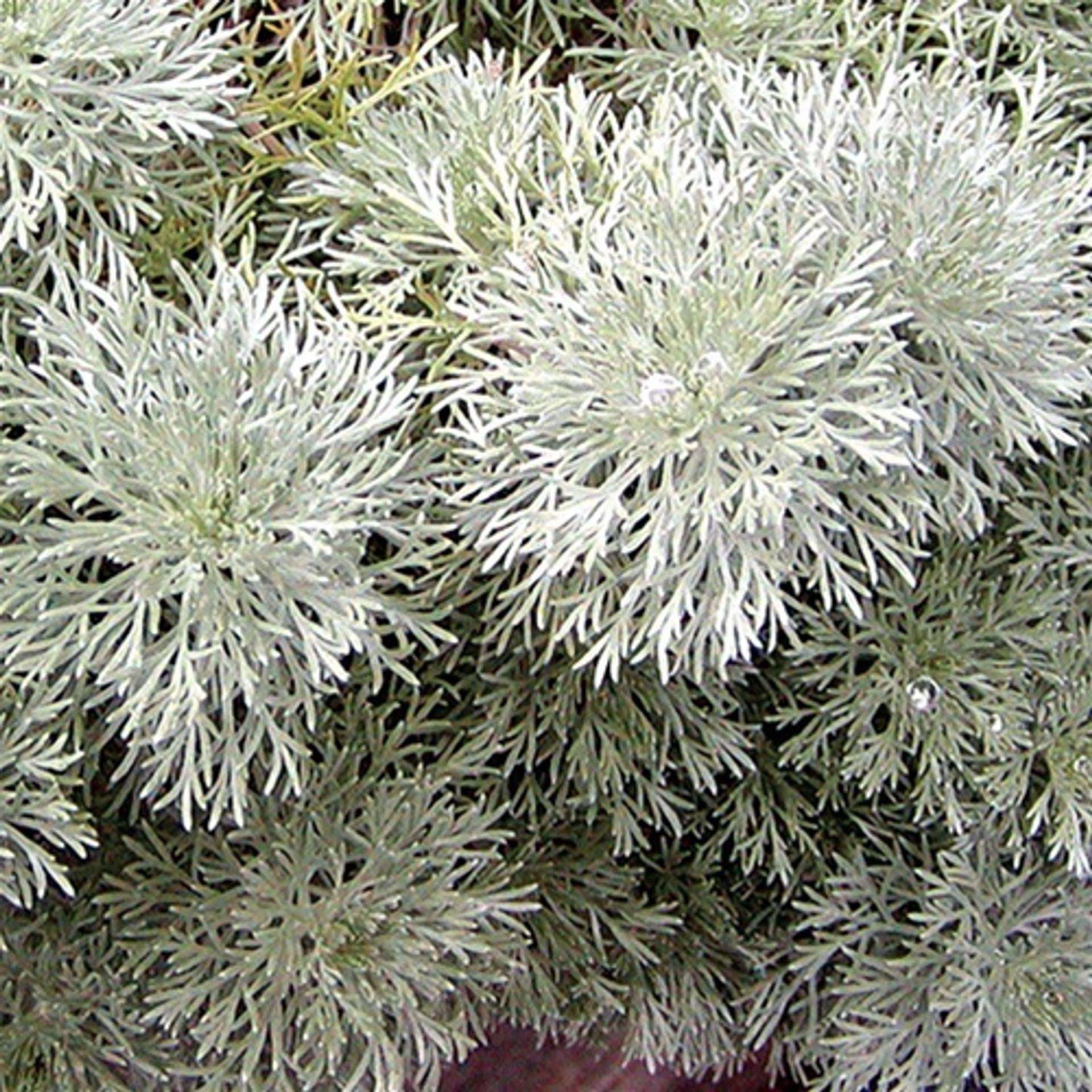G155 Artemisia Schmidtiana Silver Mound 4 16c9267e 1e94 4f53 A802 23ed4848e549 from www redcrocus com