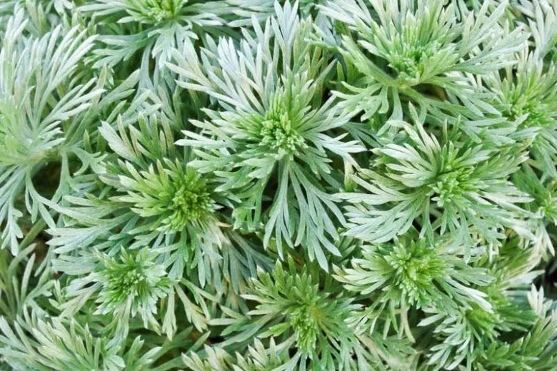 G155 Artemisia Schmidtiana Silver Mound - View 5 from www redcrocus com