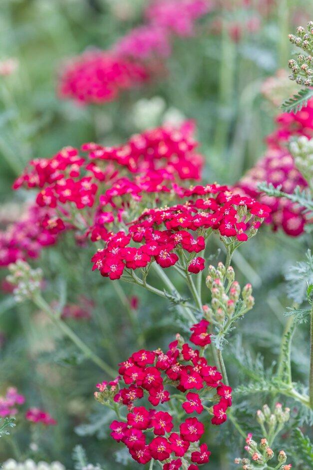 G1563 Achillea Millefolium New Vintage Red 10 3458d3a0 Ce70 42df 9c9e Fcbdd92b1b7f from www redcrocus com
