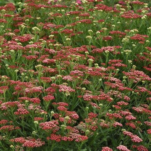G1563 Achillea Millefolium New Vintage Red - View 11 from www redcrocus com