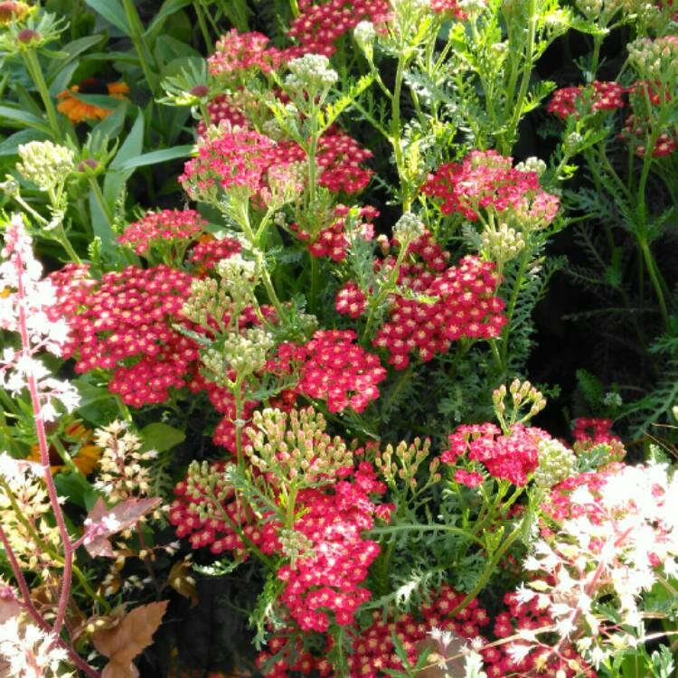 G1563 Achillea Millefolium New Vintage Red 12 A93ec4ce D90b 4018 B31d 299697951674 from www redcrocus com