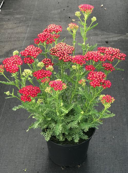 G1563 Achillea Millefolium New Vintage Red 13 D1008fd6 1509 43b0 B8cf 13d7b08f0e57 from www redcrocus com