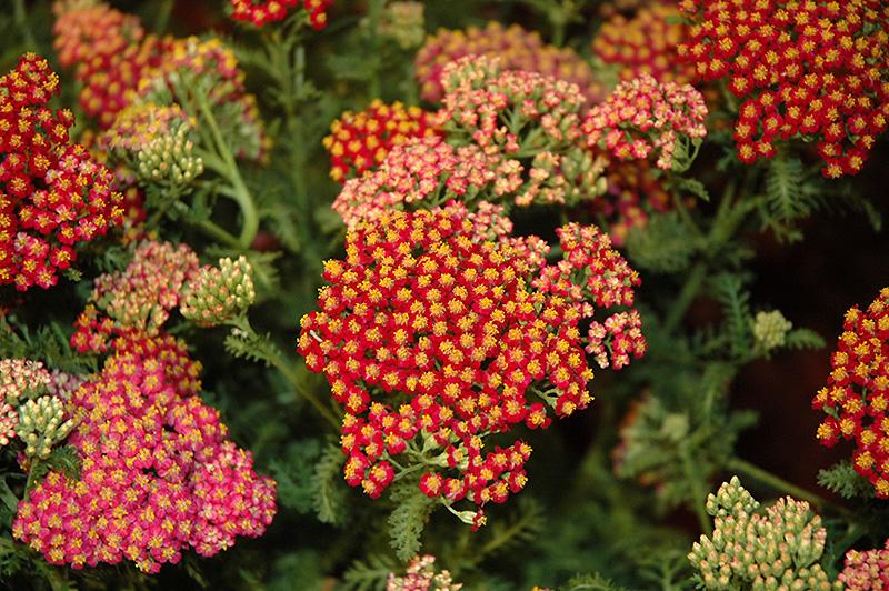 G1563 Achillea Millefolium New Vintage Red - View 15 from www redcrocus com