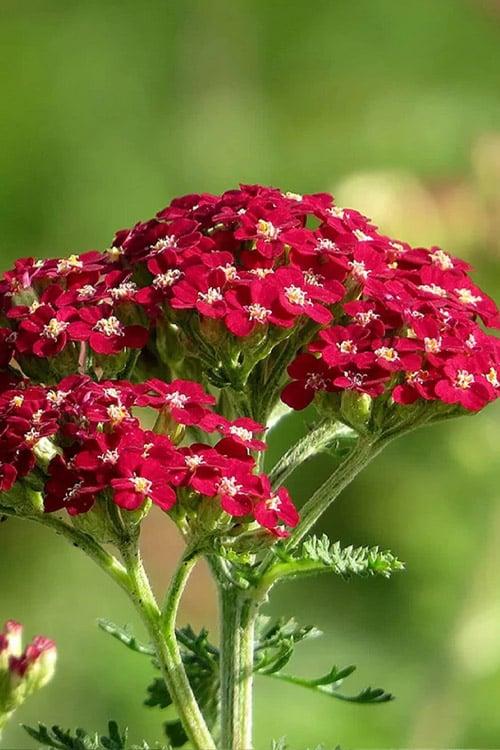 G1563 Achillea Millefolium New Vintage Red 16 Dd0dd24a Dd99 4282 9aef 1221c3fd308d from www redcrocus com