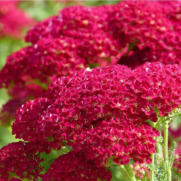 G1563 Achillea Millefolium New Vintage Red - View 17 from www redcrocus com