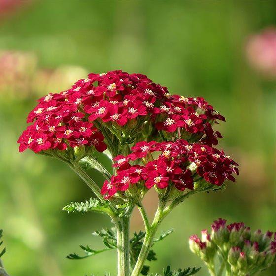 G1563 Achillea Millefolium New Vintage Red - View 18 from www redcrocus com